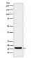 Anti-Iba1 AIF1 Monoclonal Antibody